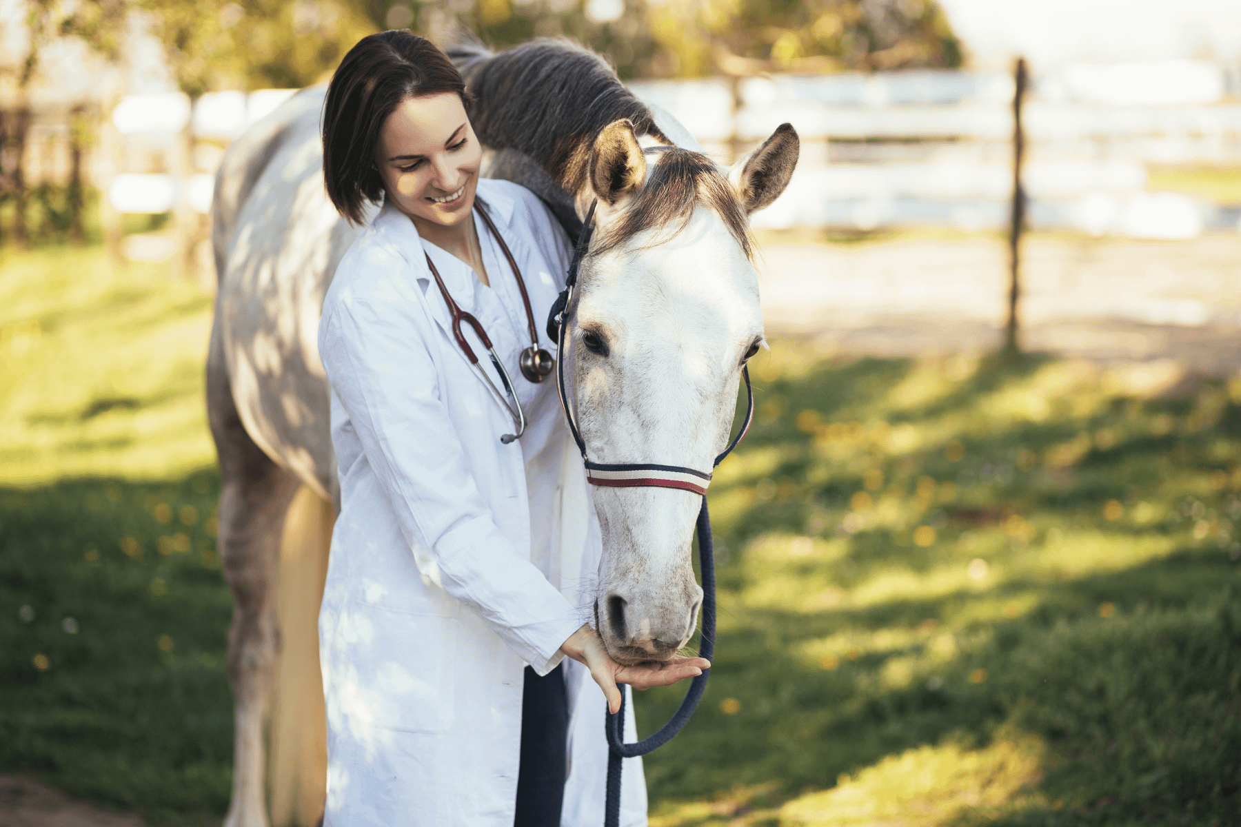 horse veterinarian